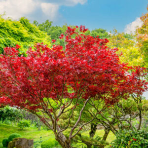 Acer rubrum, Red Maple, Scarlet Maple, Swamp Maple, Canadian Maple, Tree with fall color, Fall color, Red Leaves, Red Autumn Leaves, Attractive bark Tree