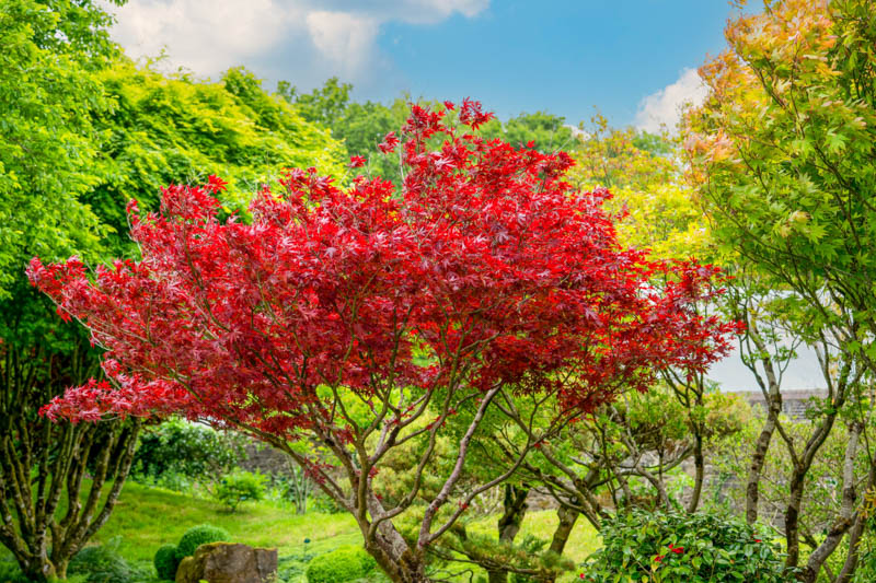 Acer rubrum, Red Maple, Scarlet Maple, Swamp Maple, Canadian Maple, Tree with fall color, Fall color, Red Leaves, Red Autumn Leaves, Attractive bark Tree