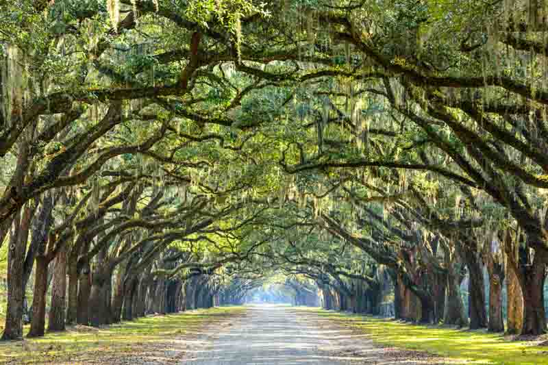 Live Oak, Live Oak Tree, Southern Live Oak, Quercus virginiana