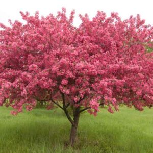 Malus 'Prairifire', Crabapple 'Prairifire', Crab Apple 'Prairifire', Fragrant Tree, Red fruit, red berries, Winter fruits, Pink flowers,