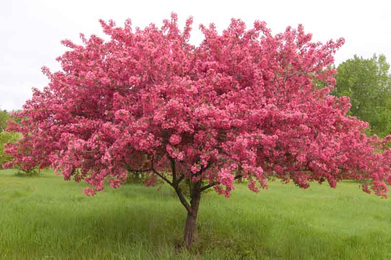 Malus 'Prairifire', Crabapple 'Prairifire', Crab Apple 'Prairifire', Fragrant Tree, Red fruit, red berries, Winter fruits, Pink flowers,