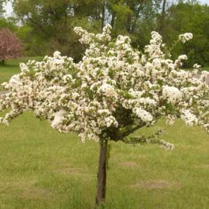 Malus sargentii 'Tina' , Sargent Crabapple 'Tina', Malus toringo subsp. sargentii 'Tina', Fragrant Shrub, Fragrant Tree, Red fruit, Red berries, Winter fruits, White flowers