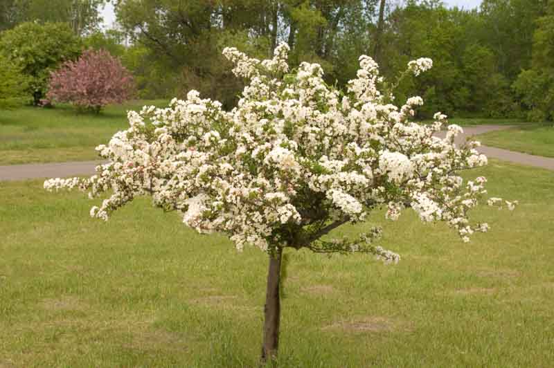 Malus sargentii 'Tina' , Sargent Crabapple 'Tina', Malus toringo subsp. sargentii 'Tina', Fragrant Shrub, Fragrant Tree, Red fruit, Red berries, Winter fruits, White flowers