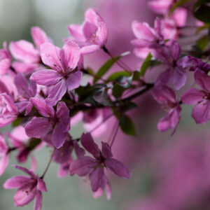 Malus 'Indian Summer', Crabapple 'Indian Summer', Crab Apple 'Indian Summer', Fragrant Tree, Red fruit, red berries, Winter fruits, Pink flowers,