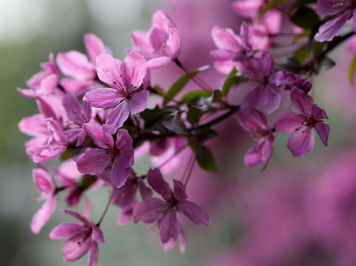 Malus 'Indian Summer', Crabapple 'Indian Summer', Crab Apple 'Indian Summer', Fragrant Tree, Red fruit, red berries, Winter fruits, Pink flowers,