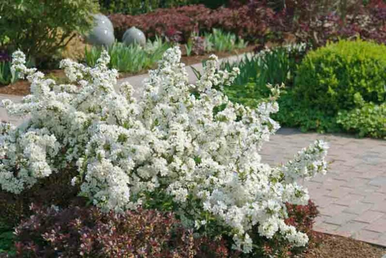 Malus sargentii 'Tina' , Sargent Crabapple 'Tina', Malus toringo subsp. sargentii 'Tina', Fragrant Shrub, Fragrant Tree, Red fruit, Red berries, Winter fruits, White flowers