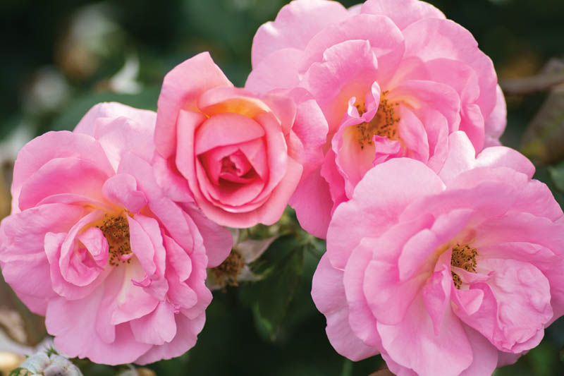 Rose 'Peachy Knock Out®', Rosa 'Peachy Knock Out®', Rosa 'RADgor', Rosa 'Peachy Queen', 'Peachy Knock Out®' Rose, Shrub Roses, Pink Roses, Pink Flowers