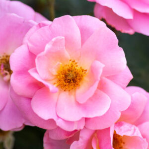 Rose 'Peachy Knock Out®', Rosa 'Peachy Knock Out®', Rosa 'RADgor', Rosa 'Peachy Queen', 'Peachy Knock Out®' Rose, Shrub Roses, Pink Roses, Pink Flowers