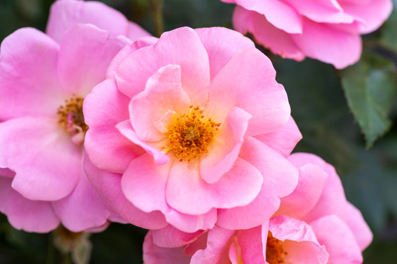Rose 'Peachy Knock Out®', Rosa 'Peachy Knock Out®', Rosa 'RADgor', Rosa 'Peachy Queen', 'Peachy Knock Out®' Rose, Shrub Roses, Pink Roses, Pink Flowers