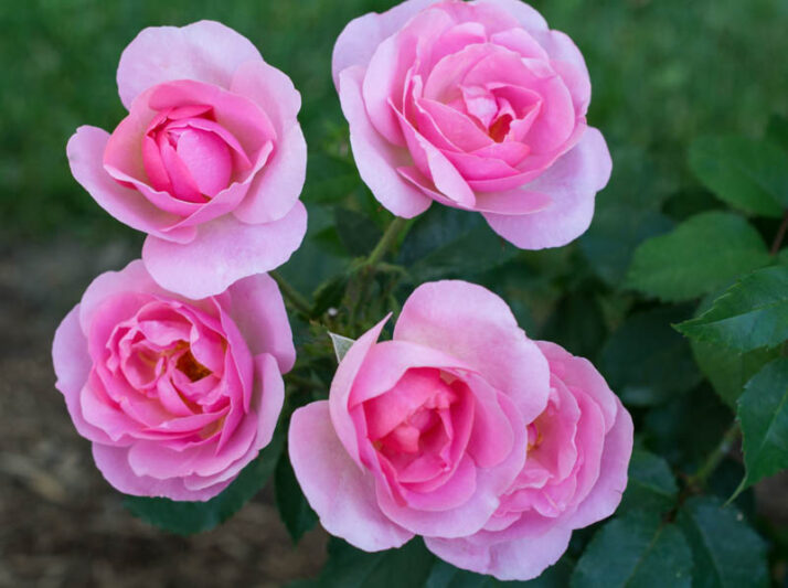Rose 'Peachy Knock Out®', Rosa 'Peachy Knock Out®', Rosa 'RADgor', Rosa 'Peachy Queen', 'Peachy Knock Out®' Rose, Shrub Roses, Pink Roses, Pink Flowers