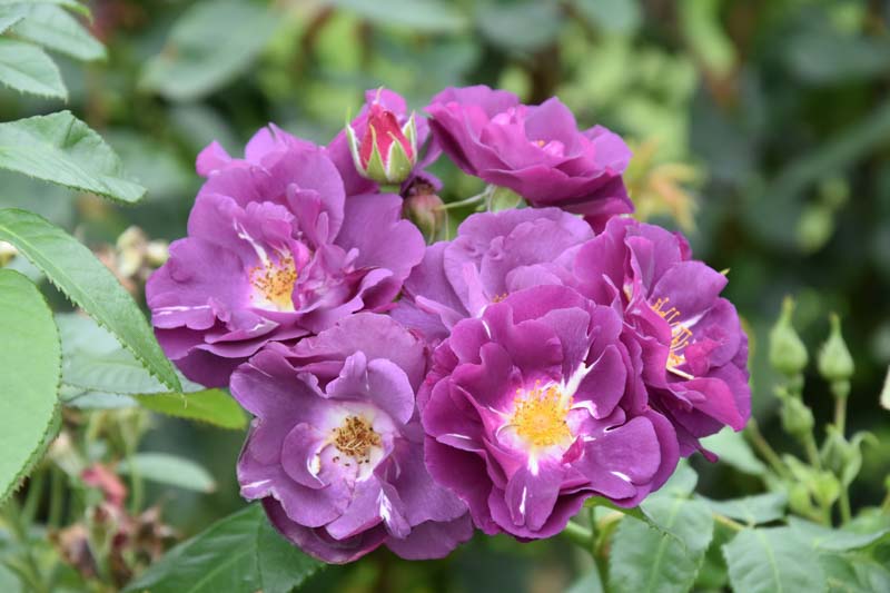 Rosa Rhapsody in Blue, Rose Rhapsody in Blue, Rosa 'FRAntasia', Shrub Roses, Purple Roses, Purple Flowers