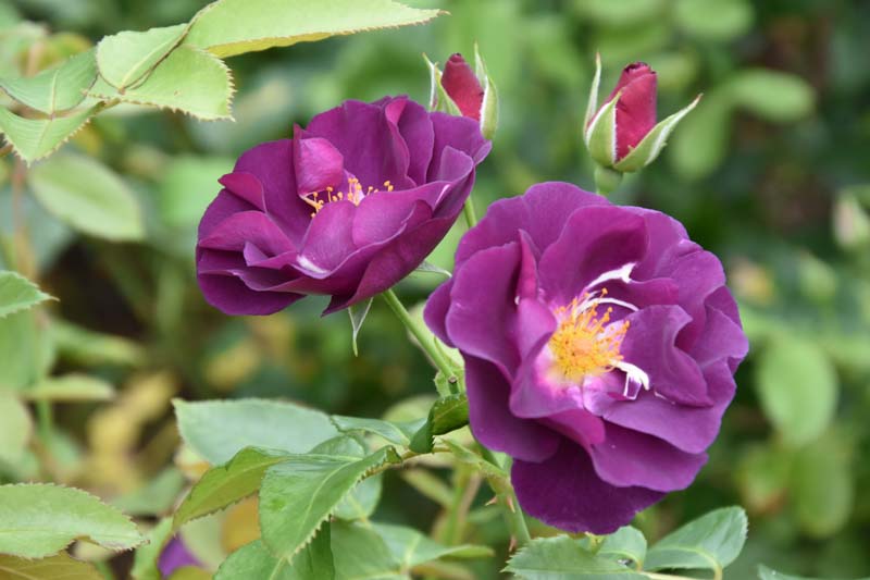 Rosa Rhapsody in Blue, Rose Rhapsody in Blue, Rosa 'FRAntasia', Shrub Roses, Purple Roses, Purple Flowers