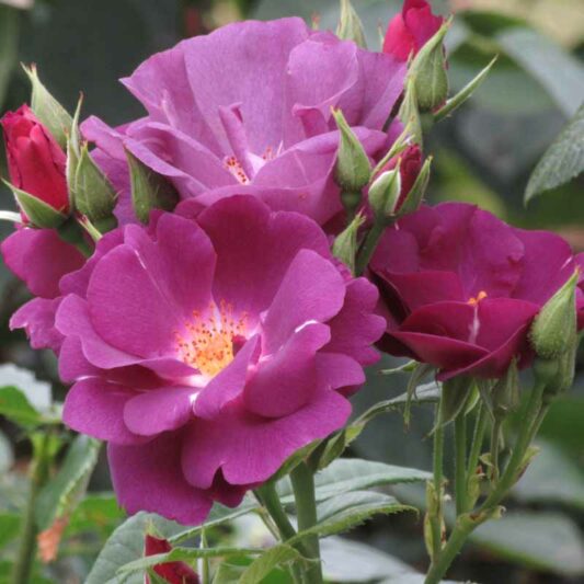 Rosa Rhapsody in Blue, Rose Rhapsody in Blue, Rosa 'FRAntasia', Shrub Roses, Purple Roses, Purple Flowers