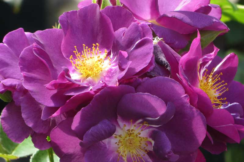Rosa Rhapsody in Blue, Rose Rhapsody in Blue, Rosa 'FRAntasia', Shrub Roses, Purple Roses, Purple Flowers