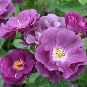 Rosa Rhapsody in Blue, Rose Rhapsody in Blue, Rosa 'FRAntasia', Shrub Roses, Purple Roses, Purple Flowers