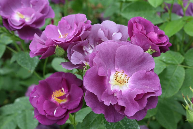 Rosa Rhapsody in Blue, Rose Rhapsody in Blue, Rosa 'FRAntasia', Shrub Roses, Purple Roses, Purple Flowers
