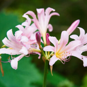 Lycoris squamigera, Resurrection Lily, Magic Lily, Mystery Lily, Sesame Lily, Upstart, Pink Lycoris, Pink Lily, Pink flowers