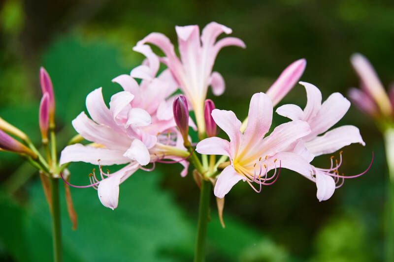 Lycoris squamigera, Resurrection Lily, Magic Lily, Mystery Lily, Sesame Lily, Upstart, Pink Lycoris, Pink Lily, Pink flowers