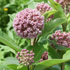 Common Milkweed, Asclepias syriaca, Milkweed Plant, Milkweed, Showy Milkweed