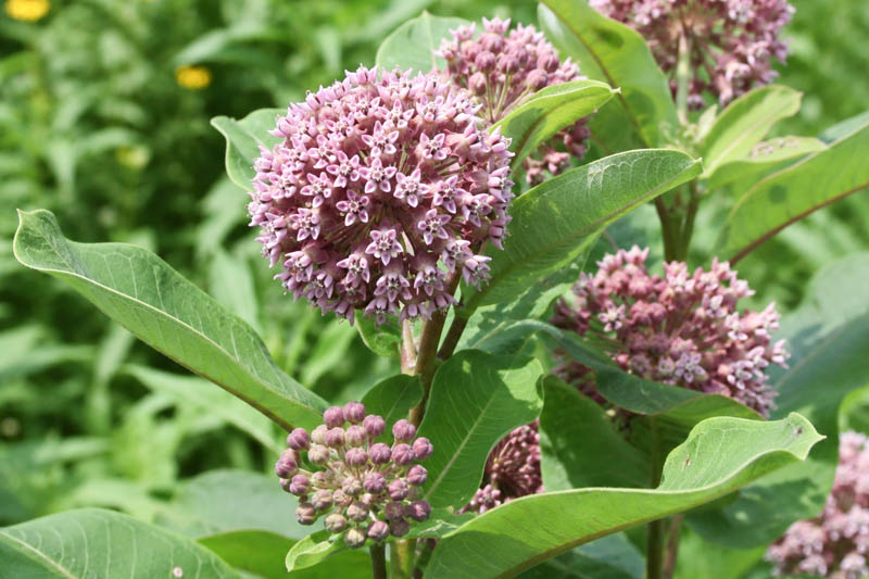 Common Milkweed, Asclepias syriaca, Milkweed Plant, Milkweed, Showy Milkweed