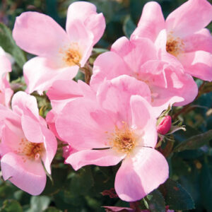 Rose Blushing Knock Out, Rosa Blushing Knock Out, Pink Roses, Rose Bushes, Pink Flowers