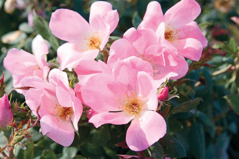Rose Blushing Knock Out, Rosa Blushing Knock Out, Pink Roses, Rose Bushes, Pink Flowers