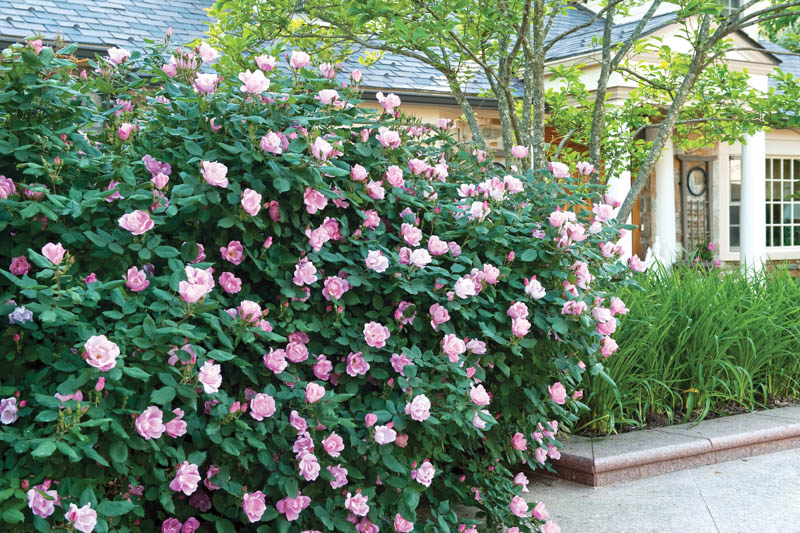 Rose Blushing Knock Out, Rosa Blushing Knock Out, Pink Roses, Rose Bushes, Pink Flowers