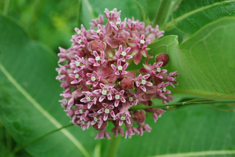 Common Milkweed, Asclepias syriaca, Milkweed Plant, Milkweed, Showy Milkweed