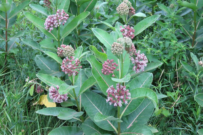 Common Milkweed, Asclepias syriaca, Milkweed Plant, Milkweed, Showy Milkweed