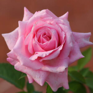 Belinda's dream Rose, Rose Belinda's Dream, Pink Roses, Rose Bush, Drought Tolerant Roses, Earth Kind Rose