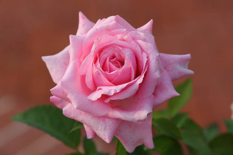 Belinda's dream Rose, Rose Belinda's Dream, Pink Roses, Rose Bush, Drought Tolerant Roses, Earth Kind Rose