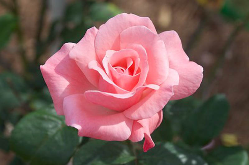 Belinda's dream Rose, Rose Belinda's Dream, Pink Roses, Rose Bush, Drought Tolerant Roses, Earth Kind Rose