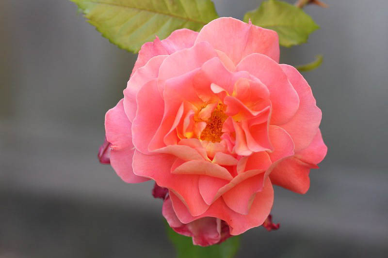Rosa Westerland, Rose Westerland, Rosa 'Climbing Westerland', Rosa 'KORlawe', Rosa 'KORwest', Climbing Roses, Shrub Roses, Fragrant roses, Orange roses
