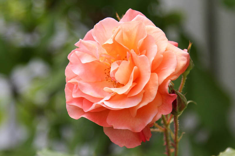 Rosa Westerland, Rose Westerland, Rosa 'Climbing Westerland', Rosa 'KORlawe', Rosa 'KORwest', Climbing Roses, Shrub Roses, Fragrant roses, Orange roses