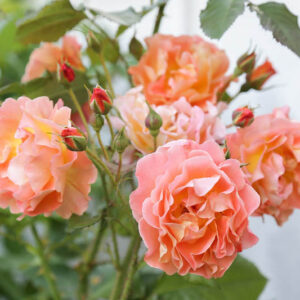 Rosa Westerland, Rose Westerland, Rosa 'Climbing Westerland', Rosa 'KORlawe', Rosa 'KORwest', Climbing Roses, Shrub Roses, Fragrant roses, Orange roses