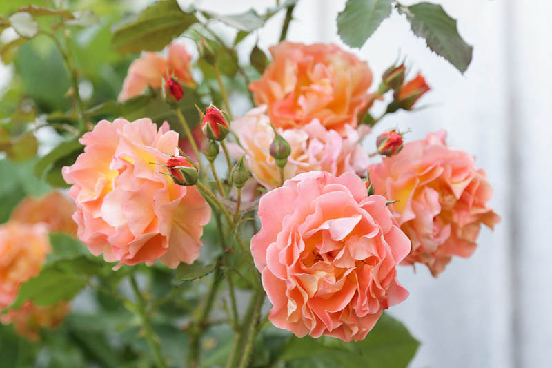 Rosa Westerland, Rose Westerland, Rosa 'Climbing Westerland', Rosa 'KORlawe', Rosa 'KORwest', Climbing Roses, Shrub Roses, Fragrant roses, Orange roses