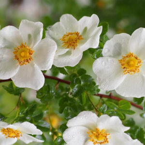 Rosa spinosissima, Scotch Rose, Burnet Rose, Scottish Briar, Rosa pimpinellifolia, Wild Roses, Shrub Roses, White roses, Hardy roses