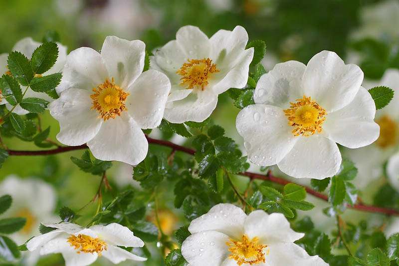 Rosa spinosissima, Scotch Rose, Burnet Rose, Scottish Briar, Rosa pimpinellifolia, Wild Roses, Shrub Roses, White roses, Hardy roses
