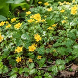 Waldsteinia fragarioides, Appalachian Barren Strawberry, Barren Strawberry, Yellow flowers