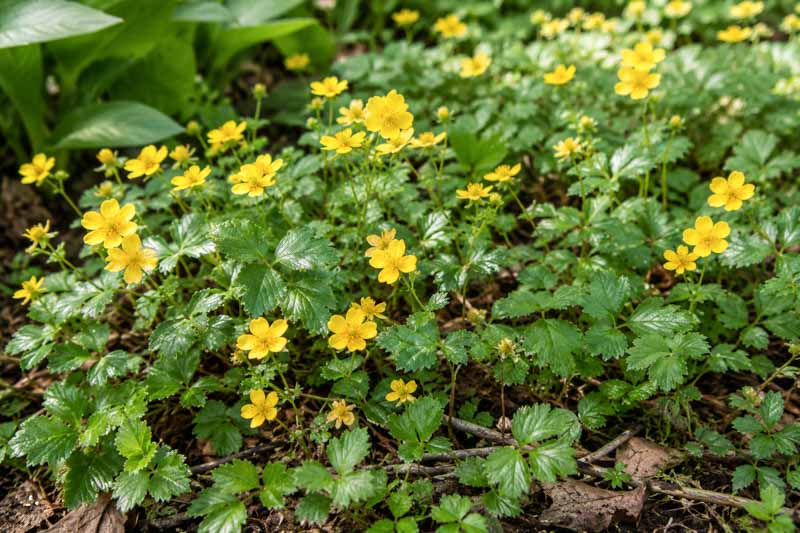 Waldsteinia fragarioides, Appalachian Barren Strawberry, Barren Strawberry, Yellow flowers