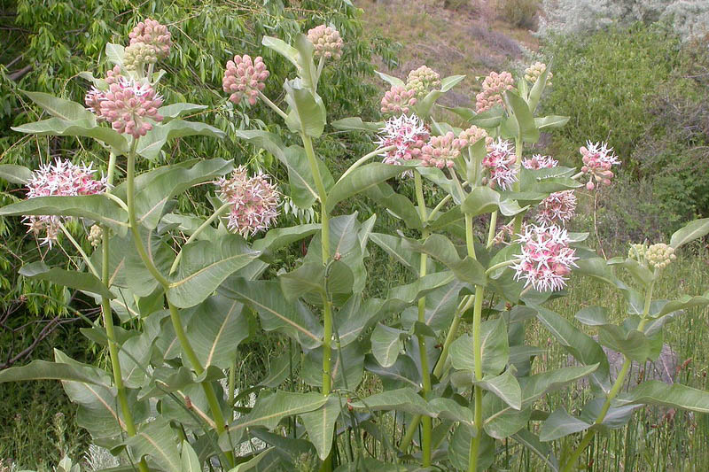 Showy Milkweed, American Silkweed, Jewelweed, Silken Cissy, Silkweed, Swallow Wort, White Indian Hemp