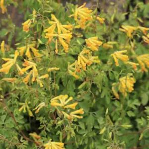 Corydalis lutea, Fumewort, Fumitory, Yellow Corydalis, Yellow Fumewort, Yellow Flowers