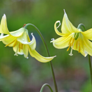 Erythronium tuolumnense, Tuolumne Dog Tooth Violet, Tuolumne Fawn Lily, Yellow flowers, shade perennials