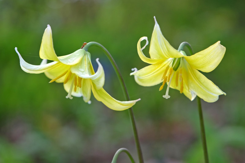 Erythronium tuolumnense, Tuolumne Dog Tooth Violet, Tuolumne Fawn Lily, Yellow flowers, shade perennials