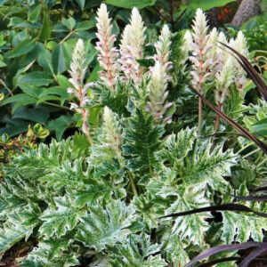 Acanthus Whitewater, Bear's Breech Whitewater, Bear's Breeches Whitewater, Shade Plants, Perennial Plants, Shade Perennials, White Flowers
