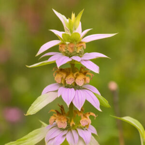 Monarda punctata, Dotted Bee Balm, Dotted Horsemint, Spotted Horsemint, Yellow Monarda, Yellow Bee Balm, Yellow flowers, Purple Monarda, Purple Bee Balm, Purple flowers,