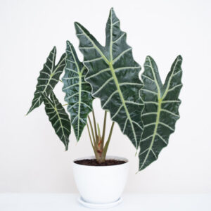 Alocasia amazonica, Amazonian Elephant Ear, African Mask Plant, Tropical Plant, houseplant