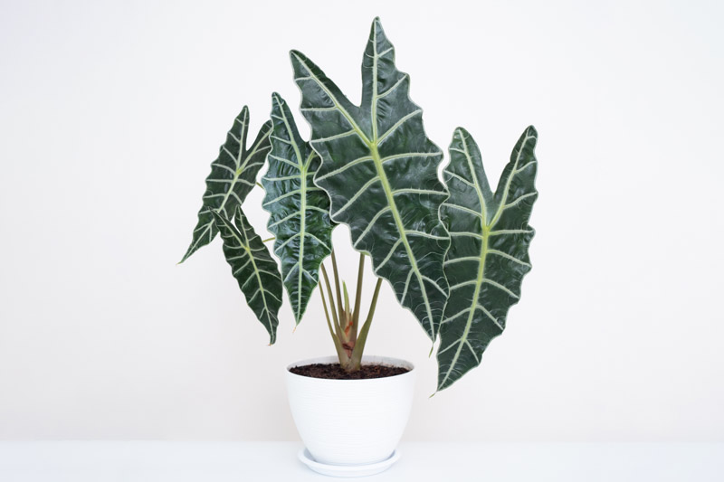 Alocasia amazonica, Amazonian Elephant Ear, African Mask Plant, Tropical Plant, houseplant