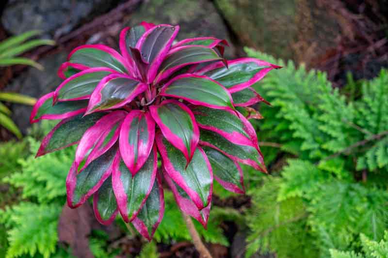 Ti Plant, Cabbage Tree, Ti, Good Luck Plant, Tropical Plant, Cordyline fruticosa