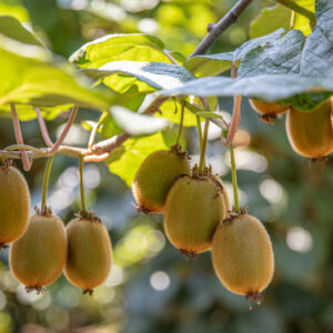 Kiwi, Kiwi Benefits, Kiwi Fruit, Kiwi Calories, Kiwi Nutrition, Kiwi vine, Actinidia deliciosa